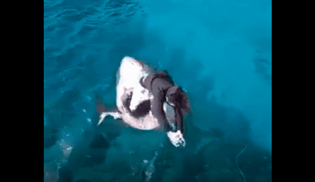 Vía Facebook: graban a chico lanzándose a mar 'infestado' de tiburones y ocurre lo inesperado [VIDEO]