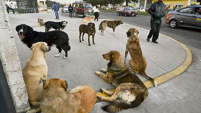 Reclaman creación de perreras municipales en Cerro de Pasco 