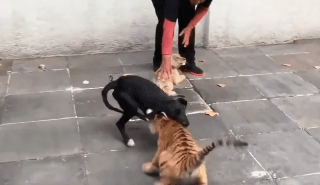 Perro se topa por primera vez con tigres y tiene inesperada reacción