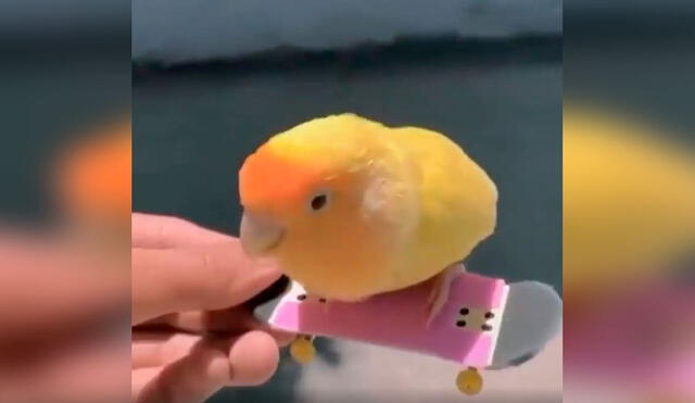 Desliza las imágenes para conocer la destreza de una diminuta ave cuando su dueño la acomodó en una patineta. Foto: captura de YouTube