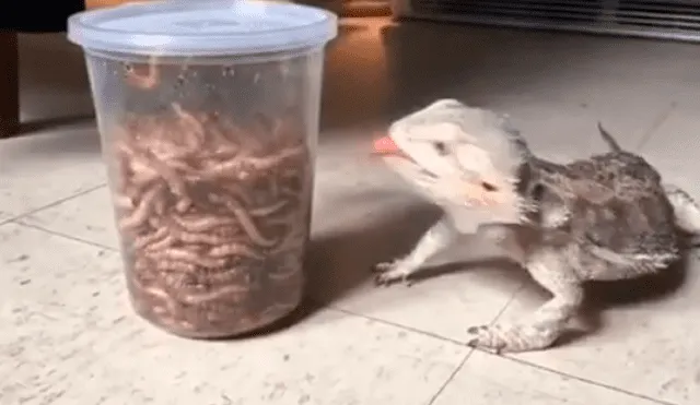 YouTube viral: lagartija se topa con frasco repleto de gusanos y tiene inusual reacción