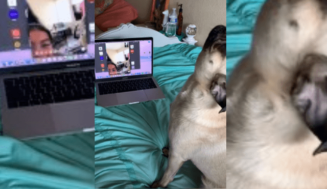 Video es viral en Facebook. Dueña de la pug compartió la emotiva escena que protagonizó su mascota, cuando vio a sus dos pequeñas hijas a través de la pantalla de una laptop.