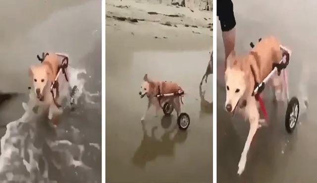Facebook viral: perro en silla de ruedas conoce el mar por primera vez y su reacción conmueve [VIDEO] 