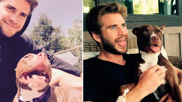 Miley Cyrus y Liam Hemsworth se enfrentarían por custodia de sus mascotas [FOTOS]