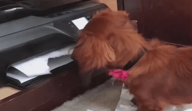 Facebook viral: Chico graba el preciso instante en que su travieso perro 'devora' su tarea [VIDEO]