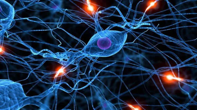 Adiós al mito: las neuronas sí se pueden regenerar en la adultez