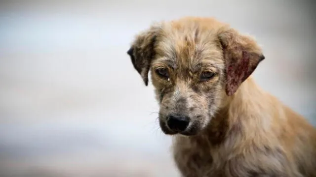 Una nueva ley que se está considerando en Nueva York, podría otorgar créditos fiscales a las personas que rescatan mascotas.