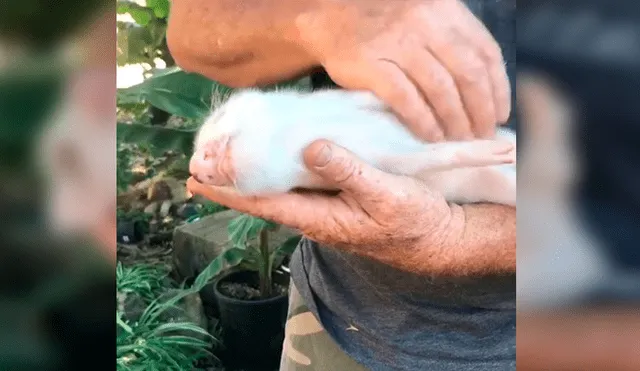 En Facebook, un hombre aplicó un ingenioso método para hacer dormir a su mascota y sorprendió a miles.