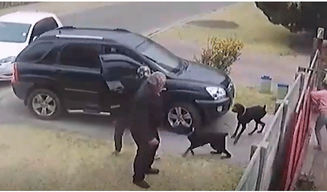 Los dos canes de la familia se lanzaron contra los ladrones tras verlos amenazando a su dueño. Foto: captura News 24.