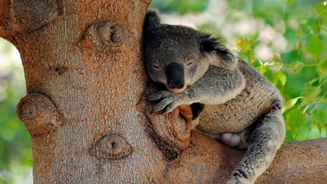 Hasta 8.00 koalas se calcula que perdieron la vida en Australia. Foto: AFP