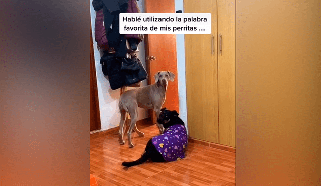 Desliza las imágenes para ver la curiosa conducta que tuvieron los canes al escuchar sus ‘palabras favoritas’. Fotocapturas: Magali Quintana/TikTok