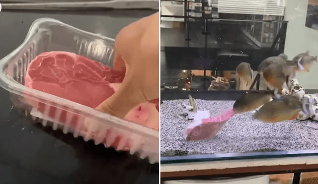 Un joven quiso demostrar lo feroces que son sus pirañas cuando ven un trozo de carne. Foto. Facebook