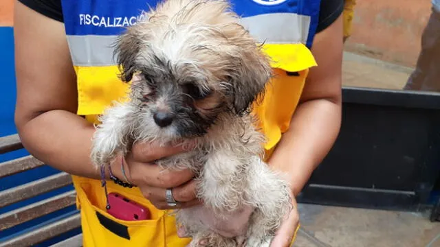 Los cachorros eran mojados constantemente.