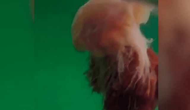 Las hermanas suelen encontrar inusuales criaturas, pero nunca habían visto una medusa tan grande. Foto: Newstalk