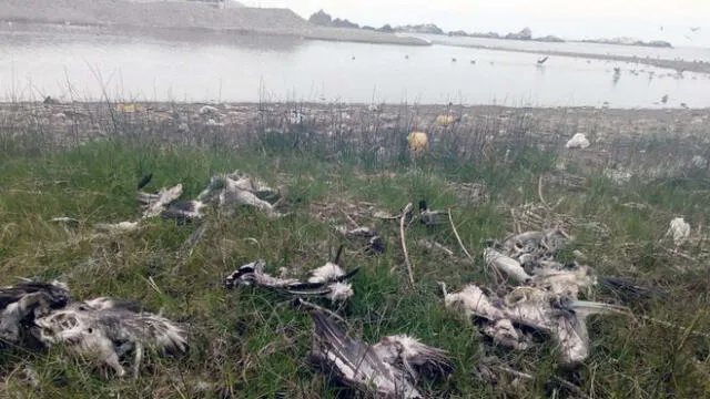 Mueren aves por contaminación de río Osmore en Ilo [VIDEO]