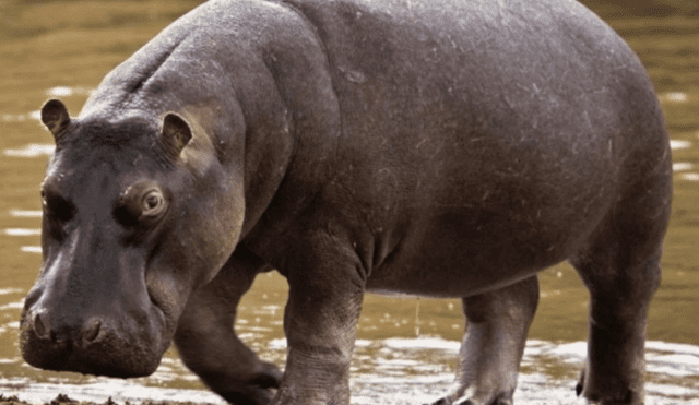 YouTube: turista indignó al alimentar a un hipopótamo con una bolsa de plástico [VIDEO]