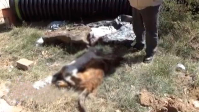 Delincuentes envenenan perros para cometer sus fechorías en Cajamarca [VIDEO]