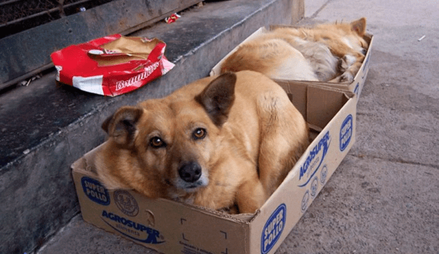 Argentina: proponen vender carne de perro para acabar con la sobrepoblación canina