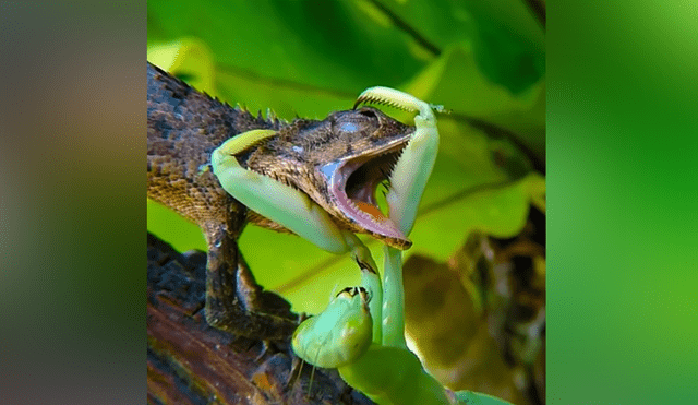 Un video viral muestra la feroz batalla que tuvieron un lagarto y una mantis religiosa.