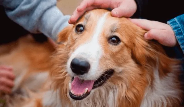 Estudio científico afirma que perros reconocen estado de ánimo de amo solo con mirarlo 