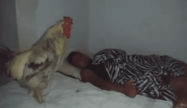 Facebook: asombro por gallo que utiliza genial truco para despertar a su amo [VIDEO]