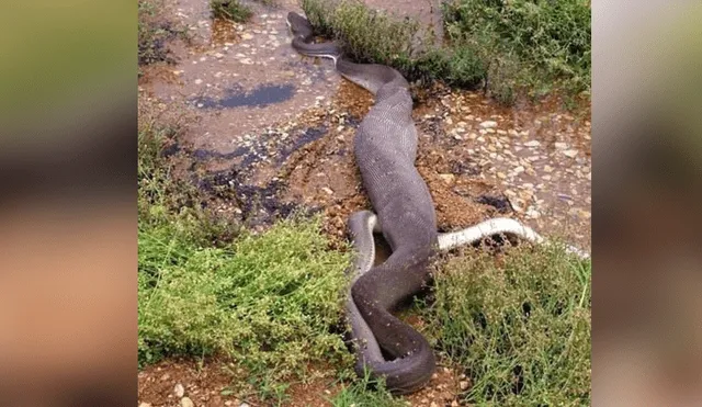 Hombre graba el momento en que una enorme serpiente devora a cocodrilo.