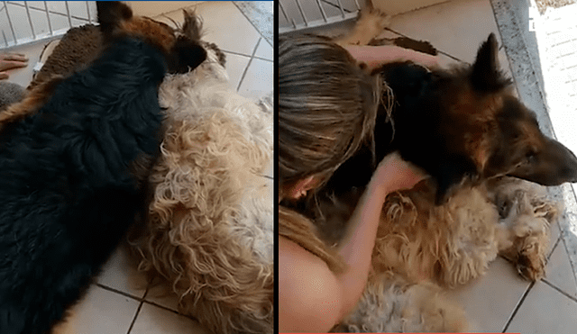 Facebook viral: perro cree que su compañero ha muerto y hace hasta lo imposible por seguir a su lado