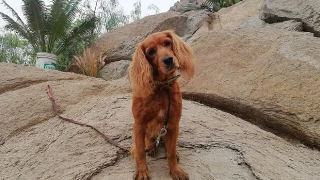 Mascota de raza Cocker que fue rescatada es dada en adopción 