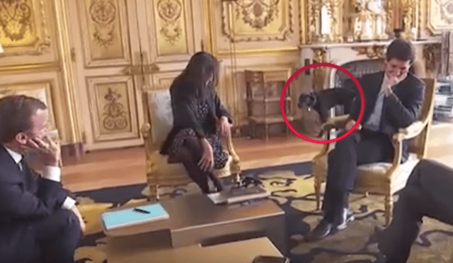 YouTube: la travesura de la mascota del presidente de Francia que fue transmitida en vivo [VIDEO]
