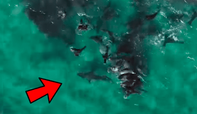 YouTube viral: misteriosa criatura se enfrenta a furiosos lobos marinos que se unieron para atacarla [VIDEO]