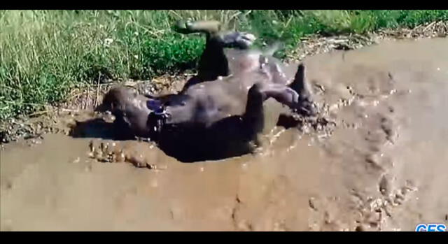 YouTube: Video de pequeños perros 'bañándose' en lodo se volvió en viral [VIDEO]