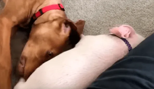 En YouTube, un joven acogió a un indefenso cerdo bebé y no imaginó la reacción de su perro al enterarse de la noticia.