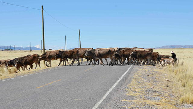 Policía de Puno recupera 68 cabezas de ganado robadas por los abigeos