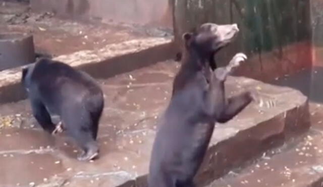 Indignación por osos esqueléticos que se encuentran en un zoológico | VIDEO