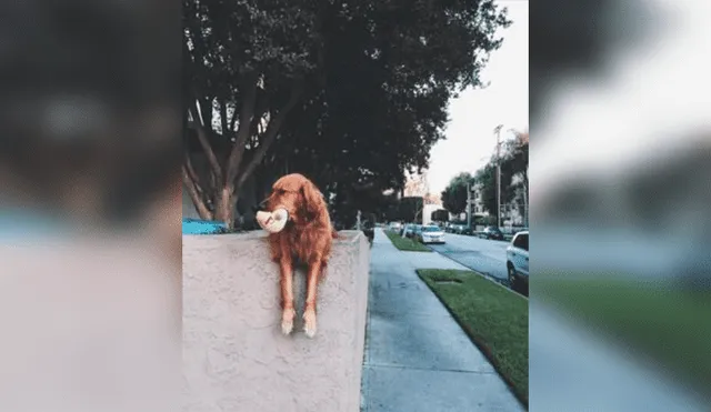Facebook: conoce la triste historia del perro que lanza su juguete fuera de casa todos los días