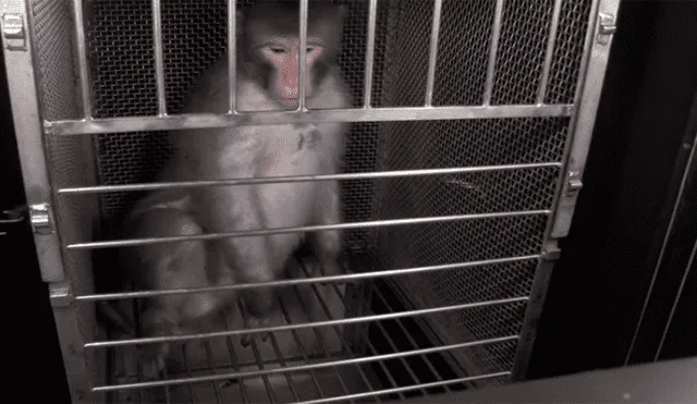 Revelan video de experimentos con monos para la fabricación de medicamentos [VIDEO] 