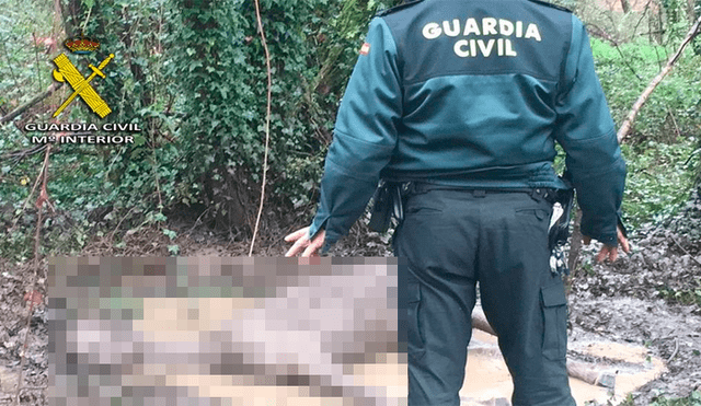El animal fue hallado por un hombre en deplorable estado, acostado sobre un charco de barro en un monte de España.