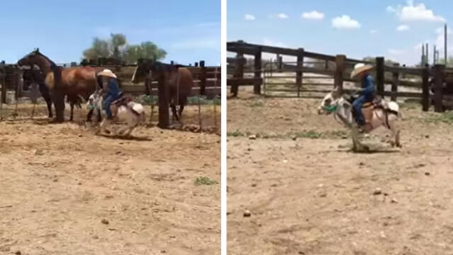 YouTube: pequeño vaquero sorprende al mundo entero con sus grandes habilidades