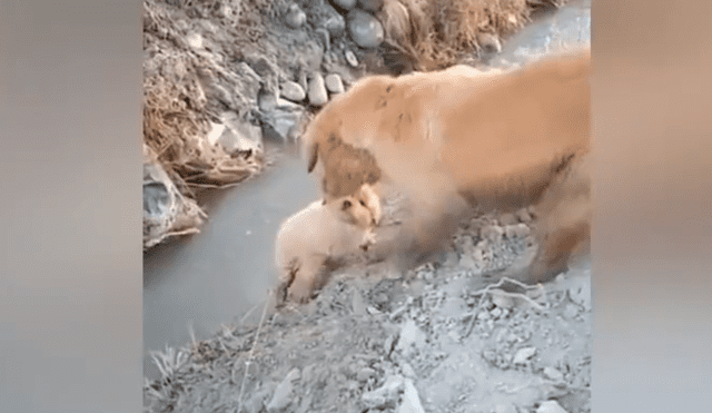 YouTube viral: perrito estaba a punto de caer, pero su mamá se arriesga para salvarlo [VIDEO]