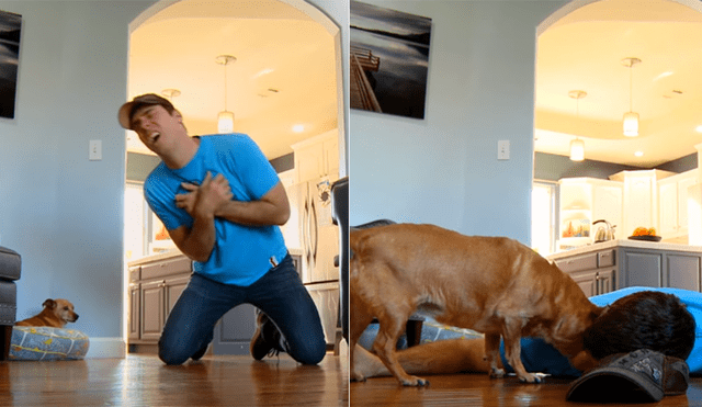 YouTube Viral: perro creyó que su amo falleció y su reacción asombra en redes [VIDEO]