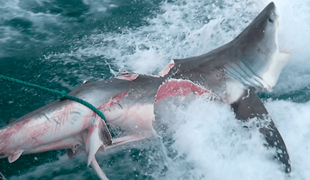 YouTube viral: turista navega en altamar y captar feroz batalla de tiburones con desgarrador final. Foto: Nat Geo Wild