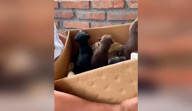 Desliza las imágenes para ver la emotiva escena que protagonizó esta perrita junto a sus crías. Fotocaptura: Jefferson Ortiz/Tiktok