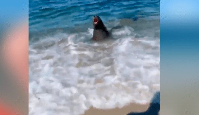 Un bañista vivió la peor experiencia de su vida al grabar en un video viral de Facebook el instante en que un enorme animal emergió del mar para atacarlos.