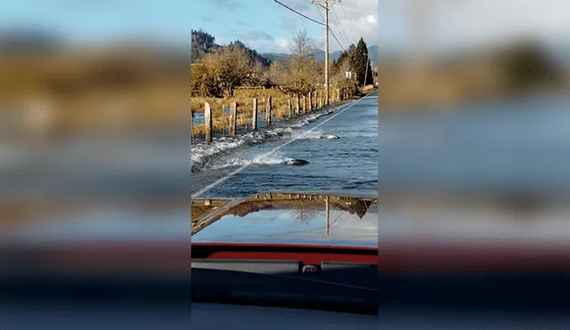 Facebook: Captan el momento exacto en que un grupo de peces cruza una carretera [VIDEO]