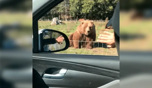 Esposos estaban visitando un parque de animales salvajes cuando se acercaron a saludar a un oso, sin presagiar la intempestiva respuesta de este