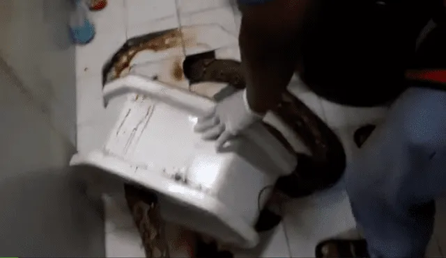 Gigantesca pitón muerde a hombre mientras estaba sentado en el inodoro y vive para contarlo [VIDEO] 