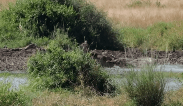 YouTube viral: Hambriento cocodrilo atrapa a un antílope en feroz batalla y lo deja lisiado [VIDEO] 