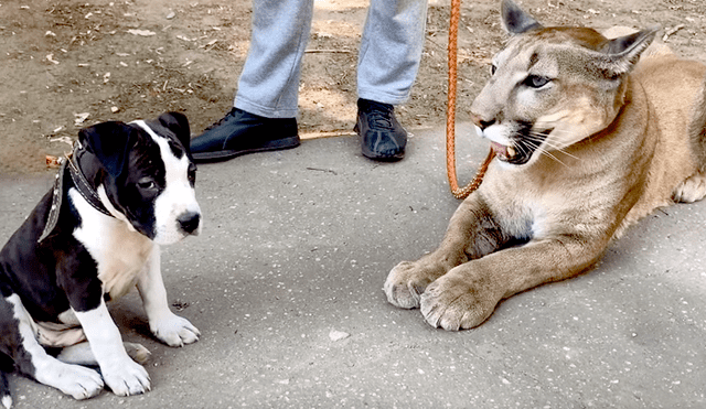 Puma se junta con perro.