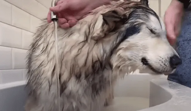 El can se resistió a bañarse y sus dueños hicieron de todo para convencerlo. Foto: YouTube