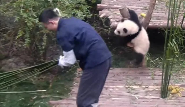 YouTube: pequeño panda que exige cariño a su cuidador te conmoverá | VIDEO